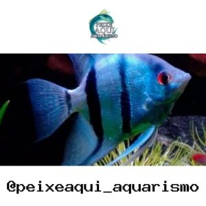 Acara Azul Zebra P – PQ