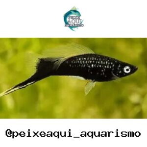 Espada Negra – MD