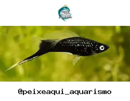 Espada Negra – MD