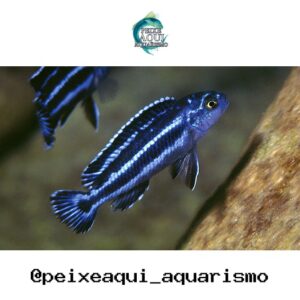 Zebra Redonda – MD
