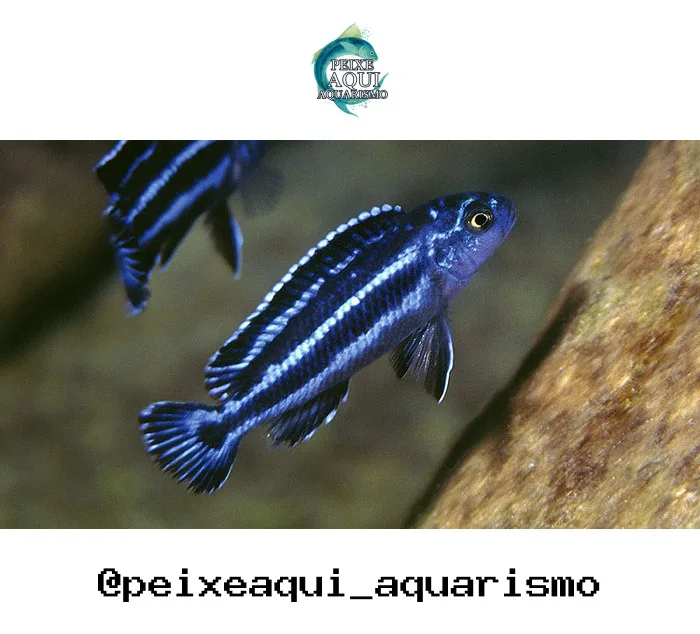 Zebra Redonda – MD
