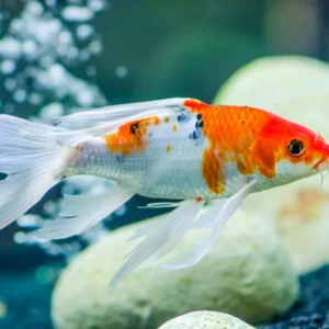 Carpa Koi – PQ