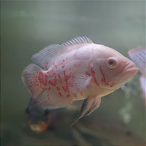Oscar Albino – 4-5 cm