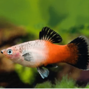 Plati Tricolor – MD