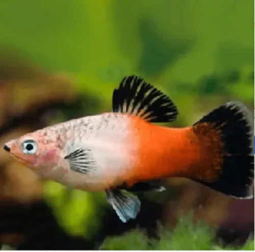 Plati Tricolor – MD