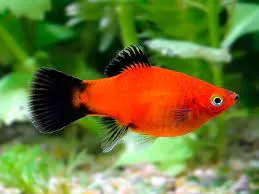 Plati Wactail – MD