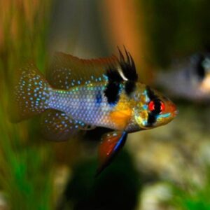 Ramirezi German Black – 2-3 cm