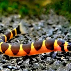 Cobrinha Kulhi – 3-4 cm
