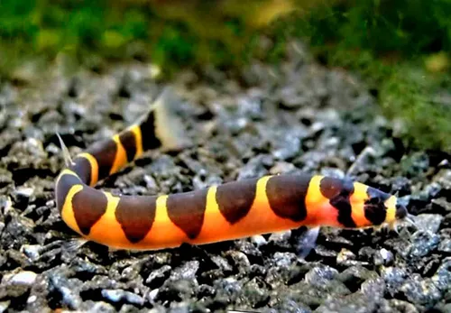 Cobrinha Kulhi – 3-4 cm