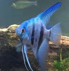 Acara Azul Veu P – PQ