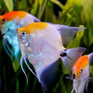 Acara Red Koi P – PQ