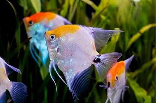 Acara Red Koi P – PQ