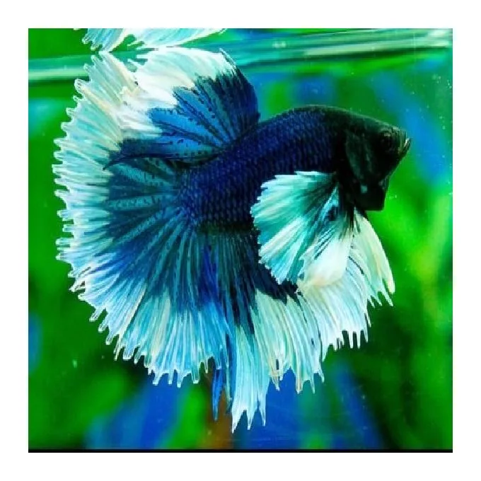Betta Macho Calda Dupla – PADRÃO