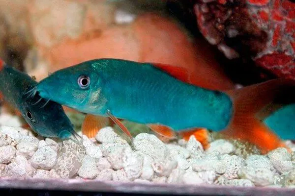 Botia Modesto Pq – 2-3 cm