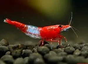 Camarão Red Rilli – 1 cm