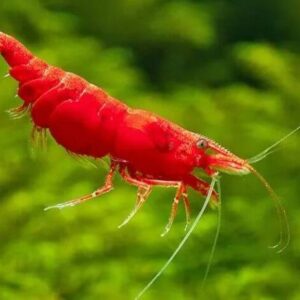 Tetra Red Cherry – 3-4 cm