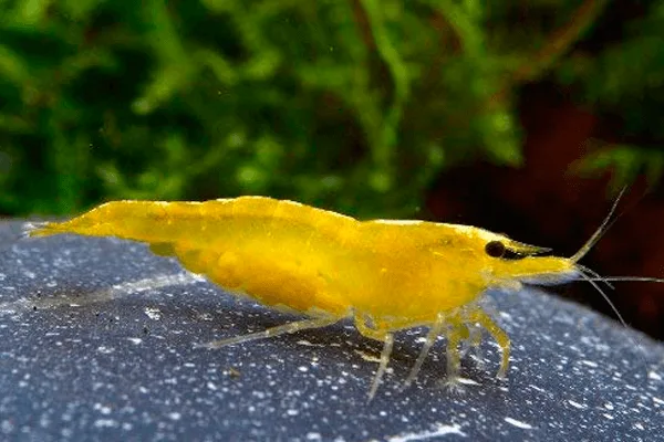 Camarão Yellow – 1 cm