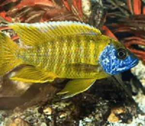 Aulonocara Maleri Yellow – 7-9 cm