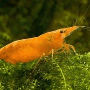 Camarão Orange – 1 cm