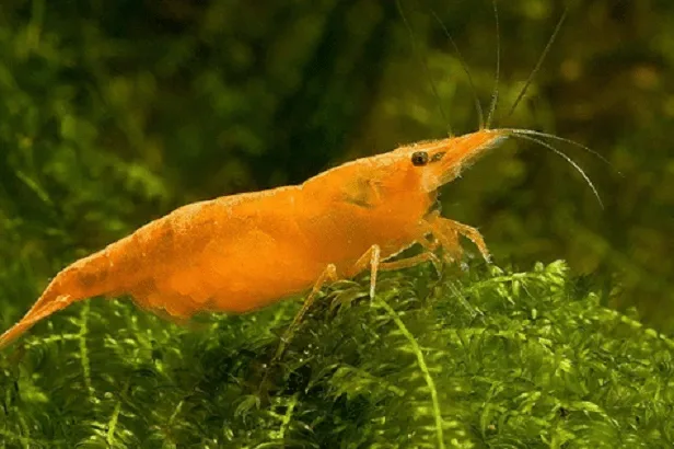 Camarão Orange – 1 cm