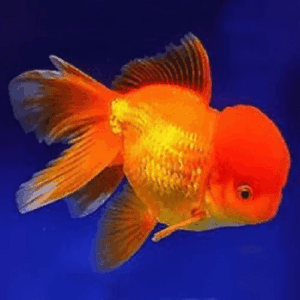KINGUIO ORANDA RED - MD
