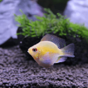 Ramirezi Ouro Balão – 1-2 cm