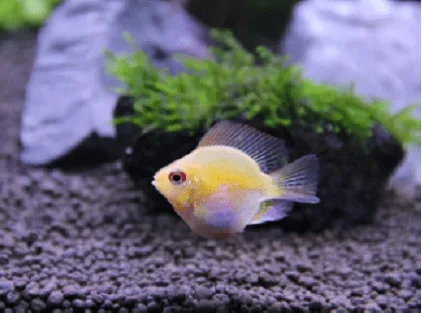 Ramirezi Ouro Balão – 1-2 cm