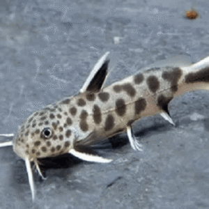 Synodontis Petricola – 2-3 cm