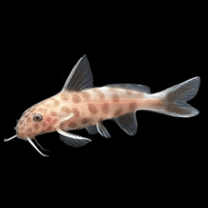 Synodontis Petricola Gold – 2-3 cm