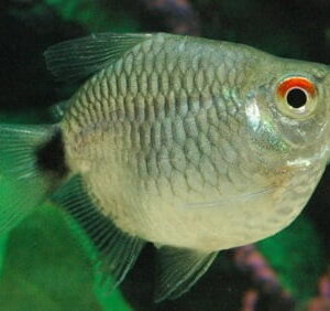 Tetra Olho De Fogo Balão – 2 cm