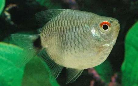 Tetra Olho De Fogo Balão – 2 cm