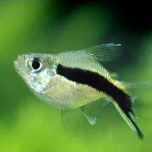 Tetra Pinguim Balão – 1-2 cm