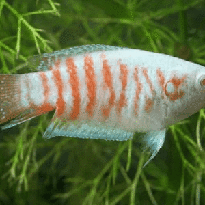 Paraiso Albino – 4-5 cm
