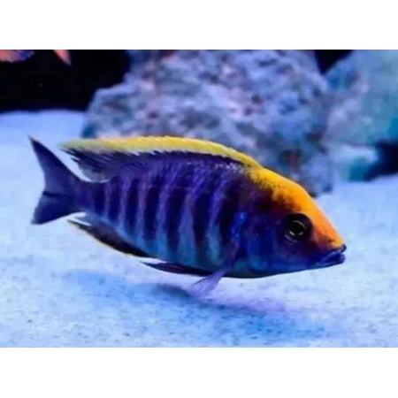 Aulonocara Maulana 7–9 cm