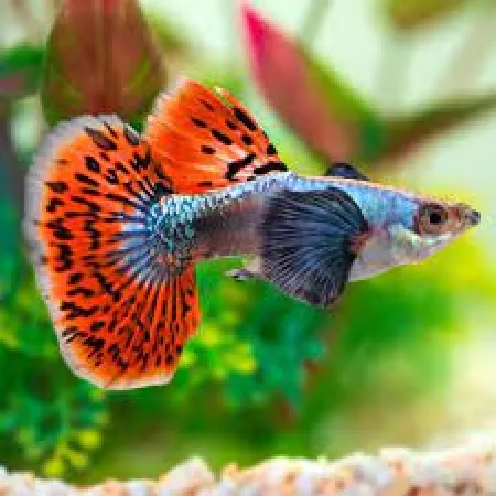 Lebiste Dumbo – 1-2 cm