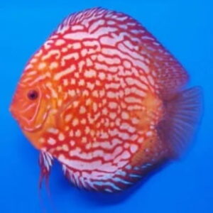 Disco Pigeon Blood M – 5-6 cm