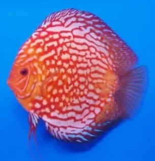 Disco Pigeon Blood M – 5-6 cm