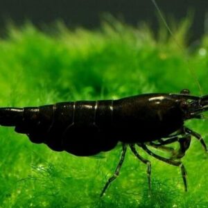Camarão Black – 1 cm