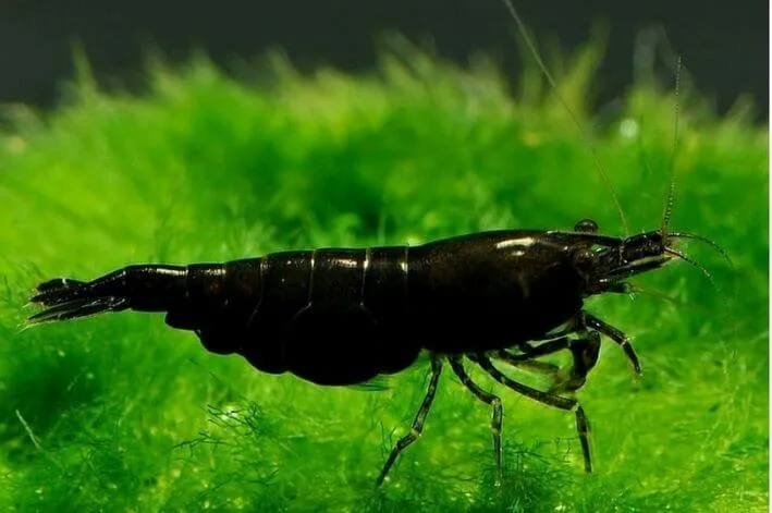 Camarão Black – 1 cm
