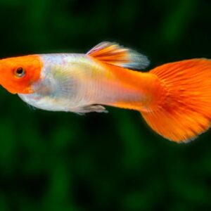 Lebiste Koi – 1-2 cm