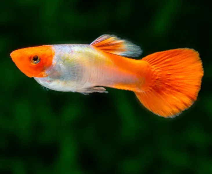 Lebiste Koi – 1-2 cm