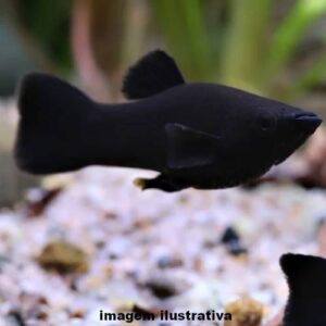 Molinesia Misto