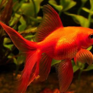 Kinguio Vermelho M