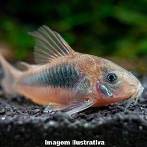 Corydoras Aeneus