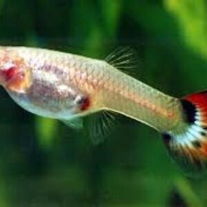 5 Guppy Lebiste Misto Fêmea