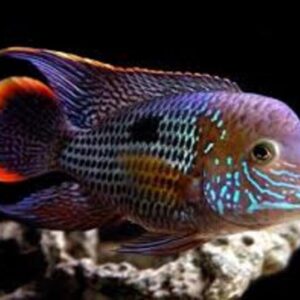 Green Terror 4-5cm