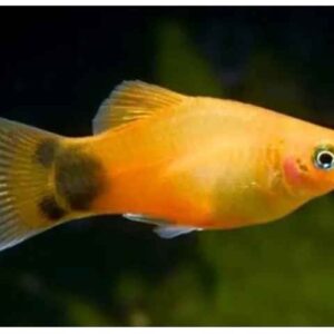 Plati Aurora – MD