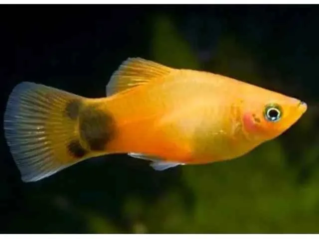 Plati Aurora – MD