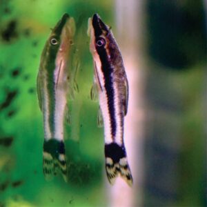 Otocinclus Limpa-Vidros
