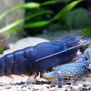 Lagosta Filtradora